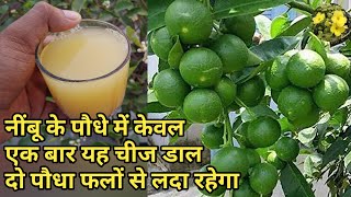 नींबू के पौधे में केवल एक गिलास यह चीज डाल दो पौधा फलों से लदा रहेगा || Organic Fertiliser for Lemon