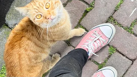 Video 4197761: tabby cat persian, stray cat, cat lovers feed, cat meowing, cat food, adorable cats, kitty