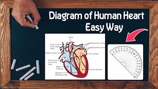 Diagram of Human Heart Easy way Class 10,12