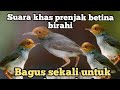 Download Lagu suara khas burung prenjak betina birahi full manggil prenjak jantan