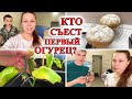 ВСЕМ ТИХО, Персик спит! Кто съест первый огурец?