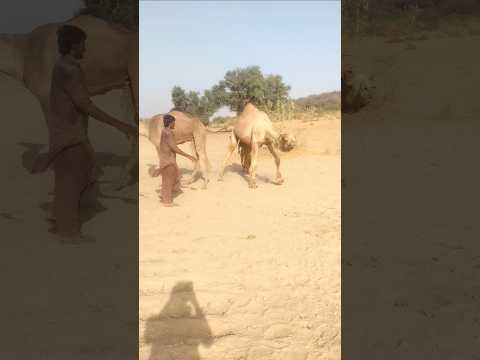 الجمل الصغير يلهو ويقترب من صاحبه بفرح