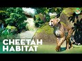 Cheetah Habitat - Planet Zoo Lets Play Franchise Mode - Casa de la Tierra