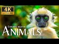 Exploring majestic animals 4k  discovery relaxation movie with peaceful relaxing music real sound