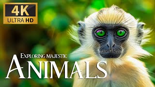 Exploring Majestic Animals 4K 🐒 Discovery Relaxation Movie with Peaceful Relaxing Music, Real Sound