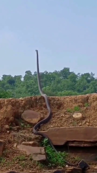 KOBOKO NYOKA HATARI AONEKANA KATAVI