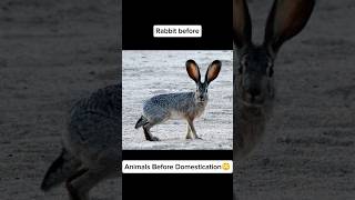Wild to Pet: Rabbits &amp; Ferrets (Domestication Then vs Now)