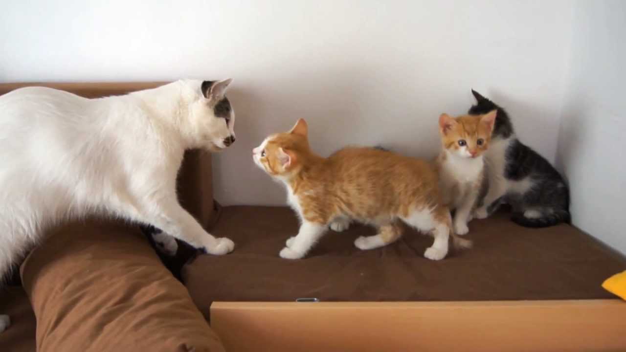 Cat Yorgi Meets Baby Kittens - YouTube