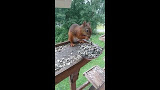 Squirrels Live Streaming  😍