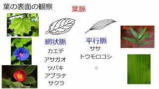 3. 葉や根のつくりと分類(サムネイル画像)