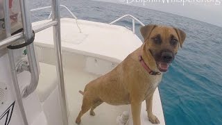 Dog sees Wild Dolphins from boat; swims over to join them!