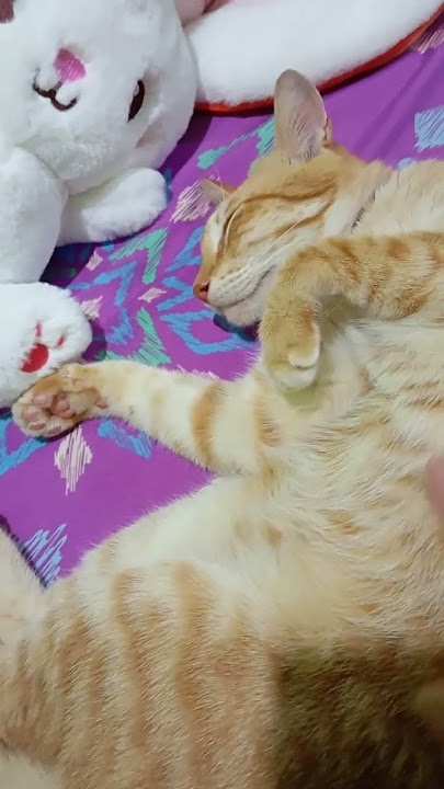 I woke up and was kicked #funny cat #cute cat