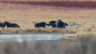 Wolf Pack Vs. Grizzly Bear