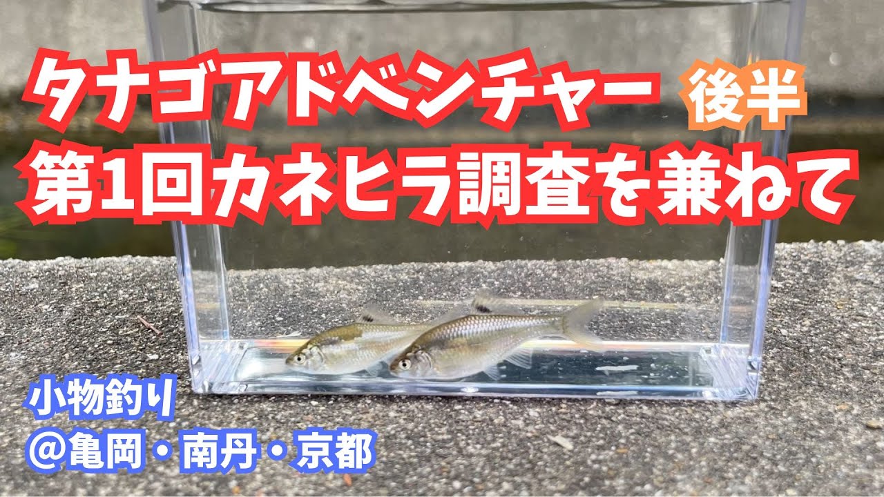 釣れつづける春のタナゴ釣り、開幕！婚姻色のオスを求めて用水路を巡る