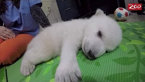 Polar Bear Cub is Being Hand-Reared After Being Abandoned By Her Mom - DayDayNews