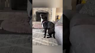 POSITIVE DOG 🐶🤣👍❤️♥️💕#shorts #share #viral #приколысживотными #dog #doglover #funnyanimals #смешно