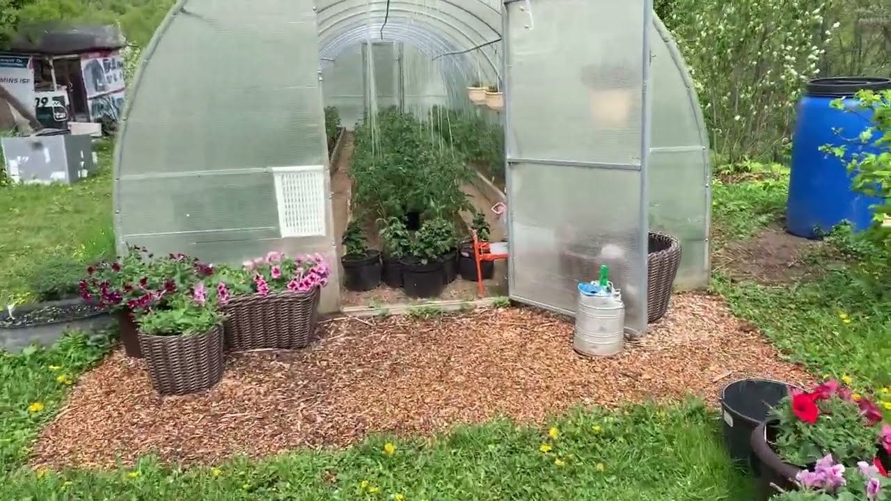 Как я формирую томаты.