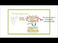 The learning journey a study illusion and rereading vs retrieval