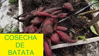 RECORREMOS EL HUERTO Y COSECHAMOS BATATA by Jorge Ramat 3,967 views 1 year ago 17 minutes