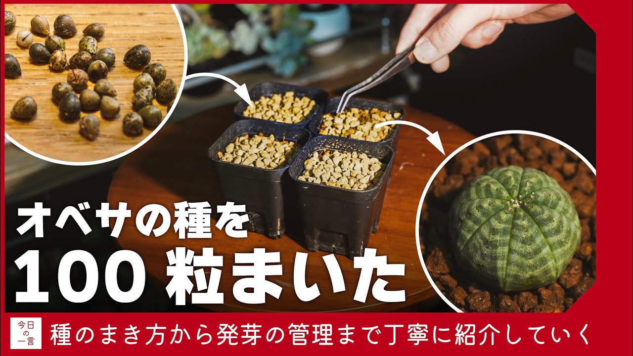 オベサの種を100粒撒くついでにまき方や発芽後の管理について紹介していく【アガベ・塊根・多肉】