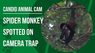 What is a Geoffroy's spider monkey? | Candid Animal Cam