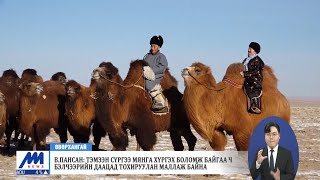 картинка: В.Пансан: Тэмээн сүргээ мянга хүргэх боломж байгаа ч бэлчээрийн даацад тохируулан маллаж байна