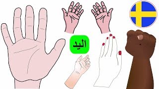 اليد بالسويدي | اجزاء جسم الانسان السويدية | اسماء اصابع اليد | تعلم اللغة السويدية للاطفال