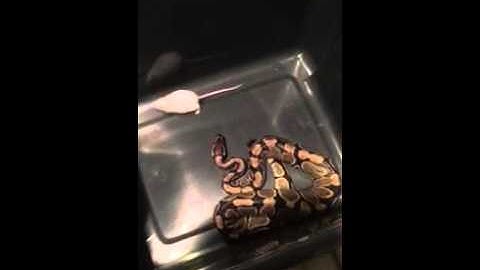 WARNING LIVE FEEDING -BALL PYTHON PART 2