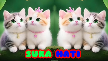 Lagu Anak Kalau Kau Suka Hati Tepuk Tangan - Funny Cat Dance Songs