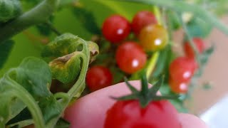 Tomate cherry en maceta. Помидоры черри на балконе. #shorts