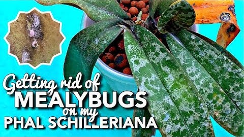 HOW I GET RID OF MEALYBUGS ON MY PHALAENOPSIS ORCHID FAST USING DIY HOMEMADE PESTICIDE/INSECTICIDE