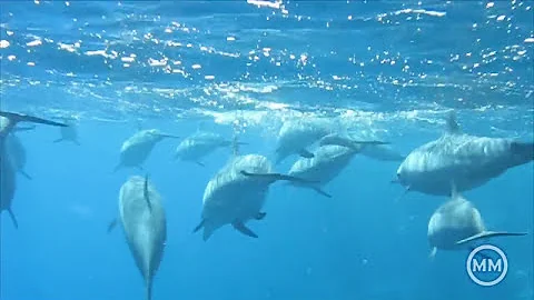 Come fanno lamore i delfini?