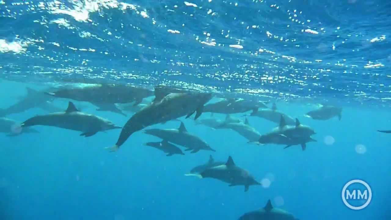 Delfini in accoppiamento al Paradise Club Shoni Bay di Marsa Alam in Egitto YouTube Delfini in accoppiamento al Paradise Club Shoni Bay di Marsa Alam in Egitto YouTube