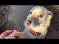 今日も日本一優しいお手をしてくれる白い犬