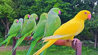 Indian Ringneck Parrot Natural Sounds/Voices