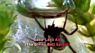 Laba-Laba Air (The Diving Bell Spider)