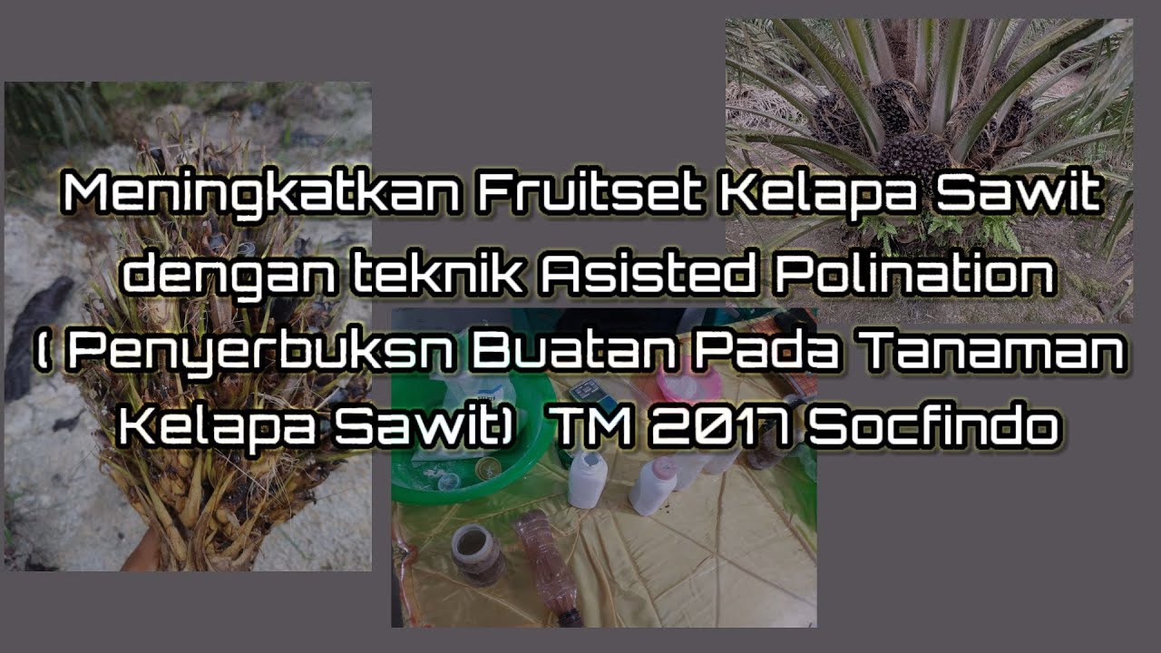 Penyerbukan Buatan pada Tanaman Kelapa Sawit Promosi Varetas Socfindo