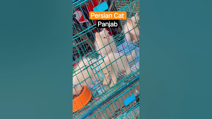 Video 11758711: persian cat grooming, persian cat funny, cute persian cat, persian kitten, fluffy cat