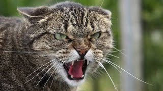 Cat Sound | Cat voice | Cats meowing to attract Kittens by Animal Voice 393 views 2 weeks ago 3 minutes, 18 seconds