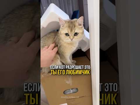 Если кот разрешает это- ты его любимчик🐱😻 #cat #котенок #кошки #catlover #кот