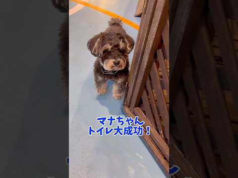マナちゃんおトイレ大成功！ #シュナウザー #ミニチュアシュナウザー #犬のいる生活 #元気になる動画 #可愛い #元気お届け #dog #癒し #かわいい #わんわん #わんこ #わんちゃん