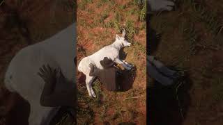 Legendary Pronghorn RDR2 #shorts #Ragdoll