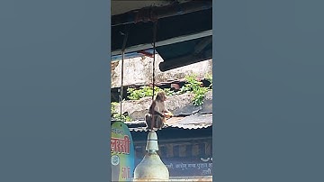 वृंदावन के बंदर 😍😂 #vrindavan #monkey #funny #trending #shorts #viral #trendingradheradhe #monkey