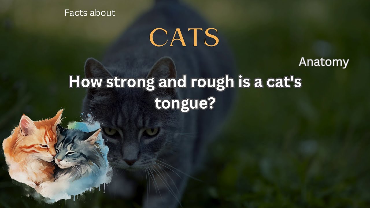 Cat Fact 95 - How strong and rough is a cat's tongue?