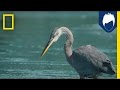 Herons have a secret weapon for catching fish the deathblow  national geographic