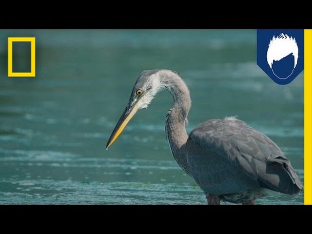 Herons Have a Secret Weapon for Catching Fish: the Deathblow | National Geographic class=