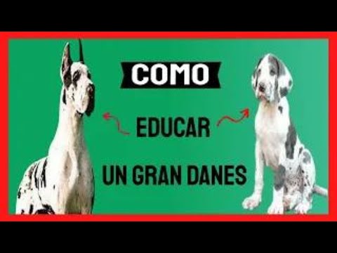 Video: Cómo enseñar a tu gran danés a quedarse