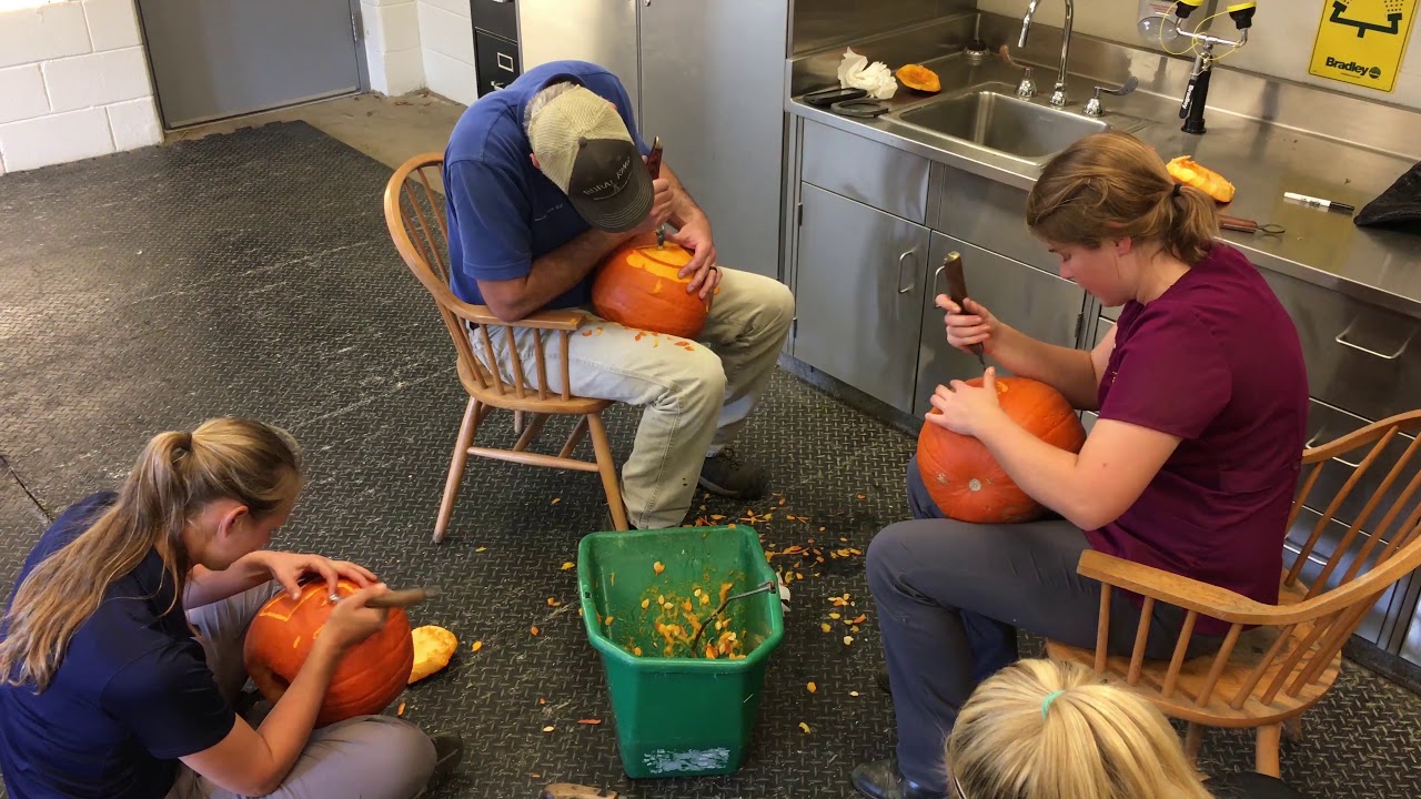 Pumpkin Carving and Veterinary Medicine