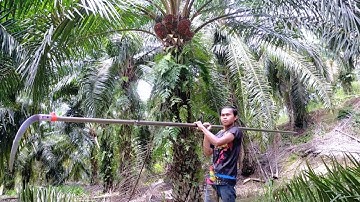 Wih Suaranya Itu Yang Bikin Greget!!! Panen Sawit Jadi Gak Ngantuk | Sabit Pemotong Buah Sawit Tajam