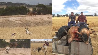 Wild Boar Hunting with dogs in Cape York & Western Australia (part 5)